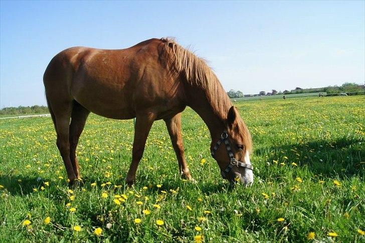 Anden særlig race Angel "My one and only<3" billede 8