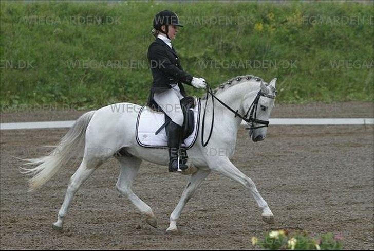 Welsh Pony (sec B) AHLEGAARDS BAHLOU B-PONY {L} - SJM HOLD 2012 billede 12