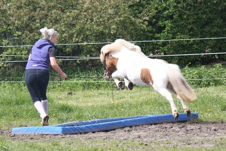 Shetlænder • SULSTEDS ALLY STAR • - Taget af: Nanna Busk. billede 10