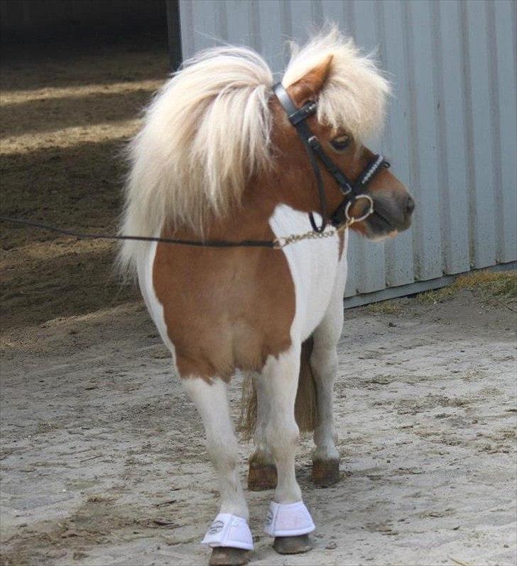 Shetlænder • SULSTEDS ALLY STAR • - Taget af: Nanna Busk. billede 17