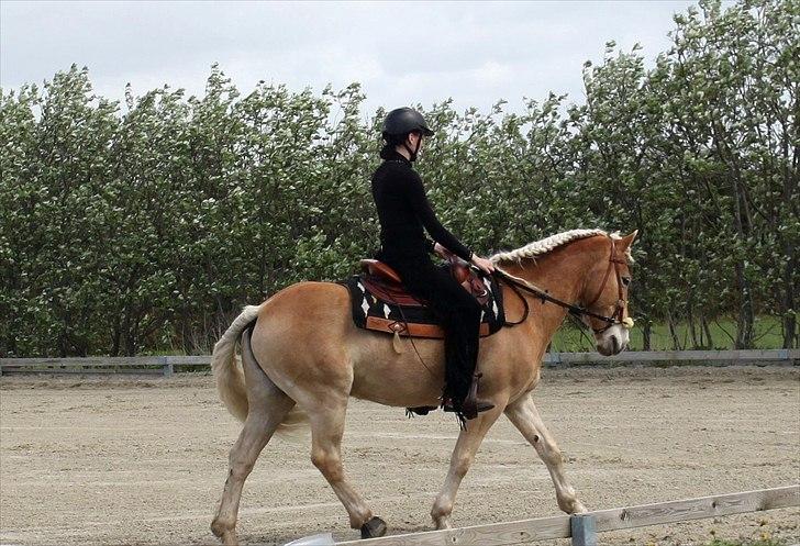 Tyroler Haflinger Aron - Til Dressur stævne :D billede 12