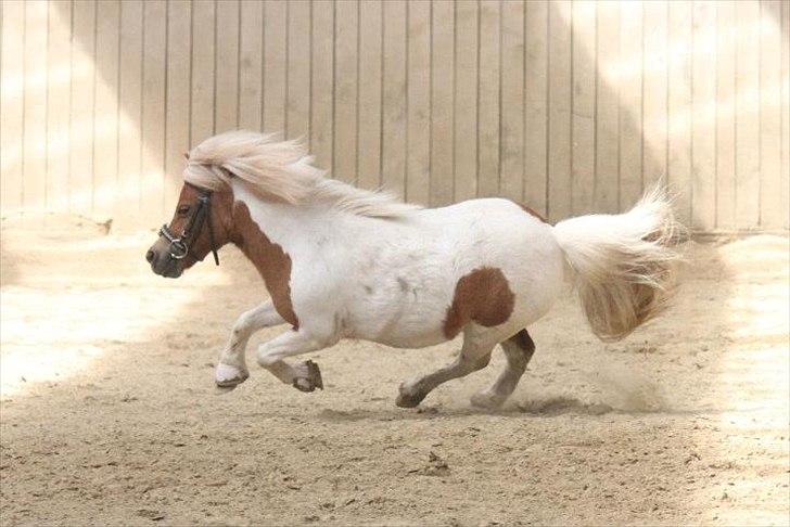 Shetlænder • SULSTEDS ALLY STAR • - Taget af: Nanna Busk. billede 19