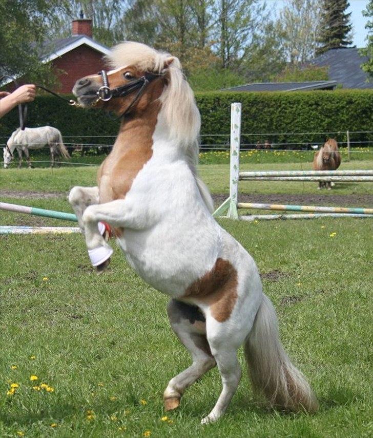 Shetlænder • SULSTEDS ALLY STAR • - Taget af: Nanna Busk. billede 2