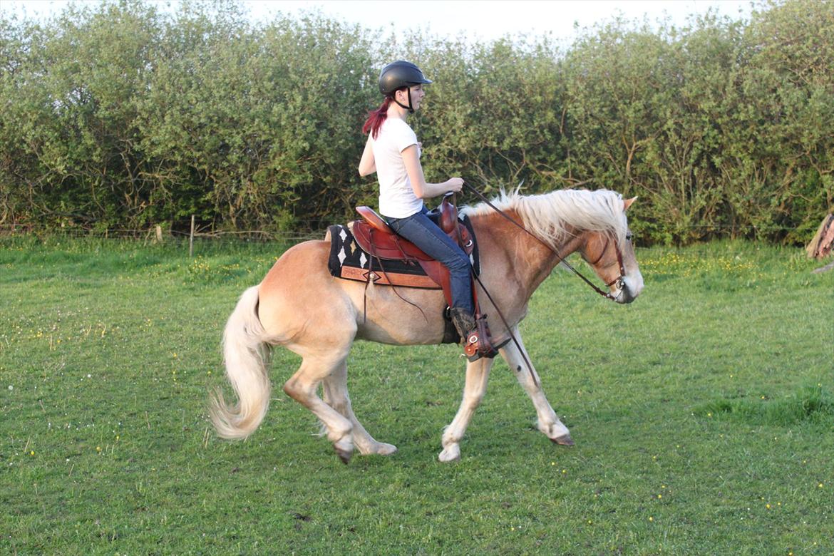 Tyroler Haflinger Aron - han er begyndt at stoppe fint :D billede 7