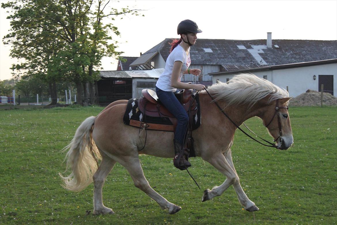 Tyroler Haflinger Aron billede 5