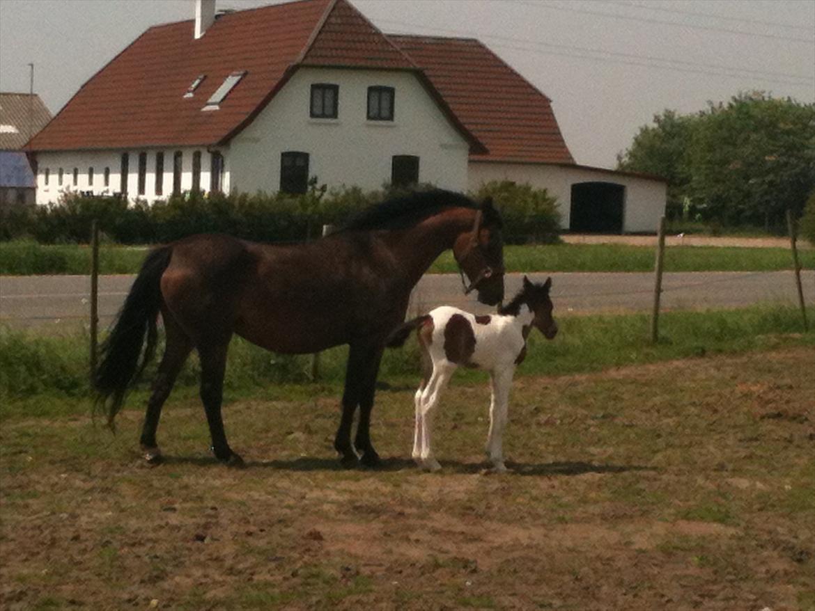 Pinto Skovsmindes Dorejo billede 14