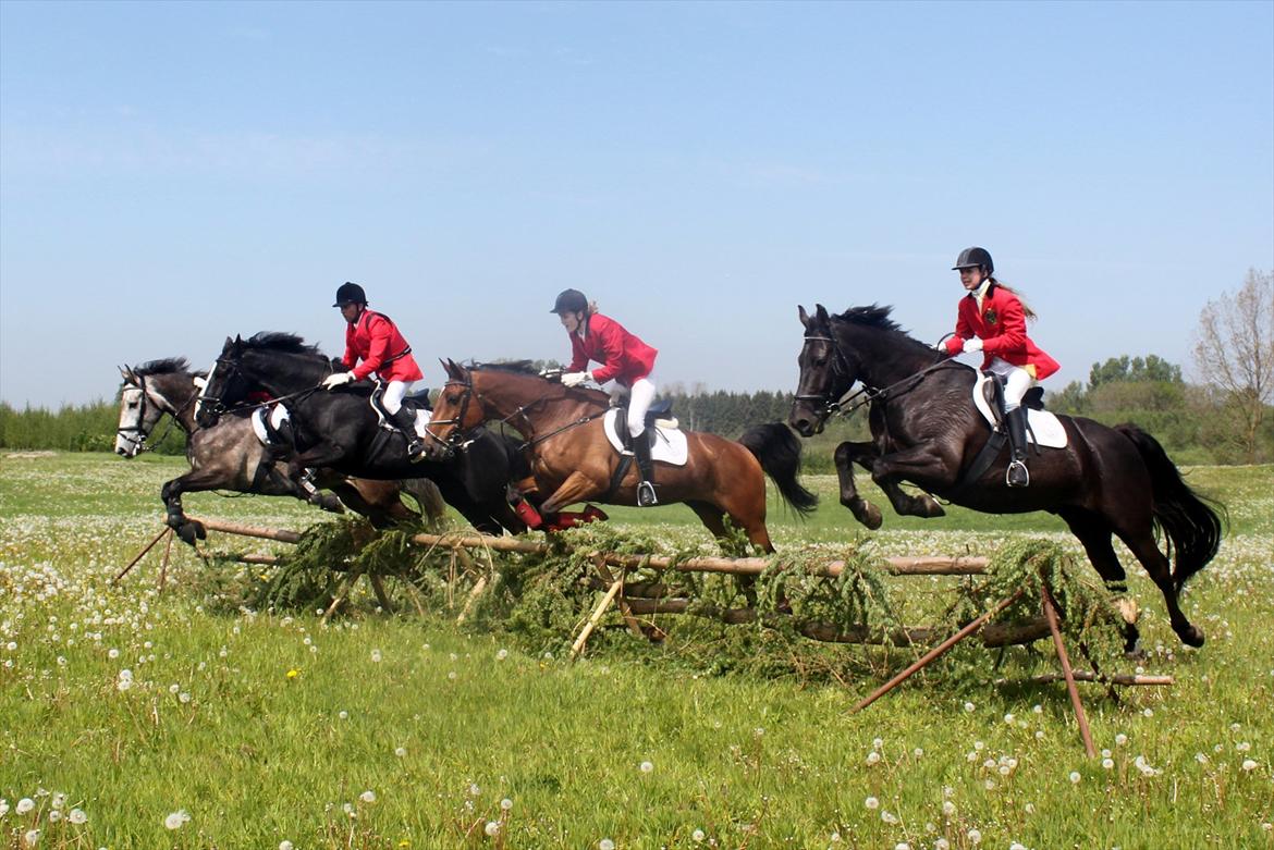 Holstener Møldams Columbus - 4'er spring på jagten i Kirkendrup 20. maj 2012 :) helt perfekt sprunget :D foto - Louise Jacobsen :) billede 20