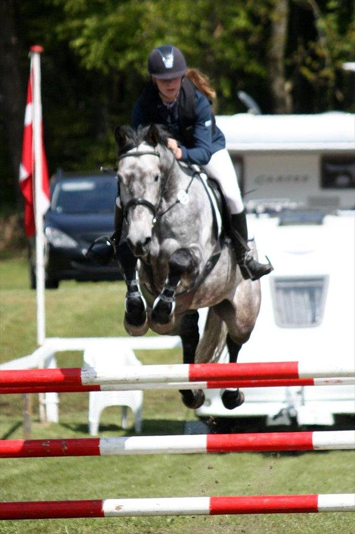 Hollandsk Varmblod Balthazar - Morsø 2012! 3/4 placeringer, seje lille hest :-) billede 19