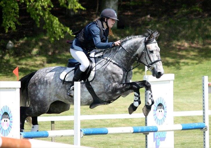 Hollandsk Varmblod Balthazar - Morsø 2012! Haha meget åbne forben :-D 3/4 placeringer - 3/4 0 runder - sidste runde med én bom, stjerne!!  billede 20