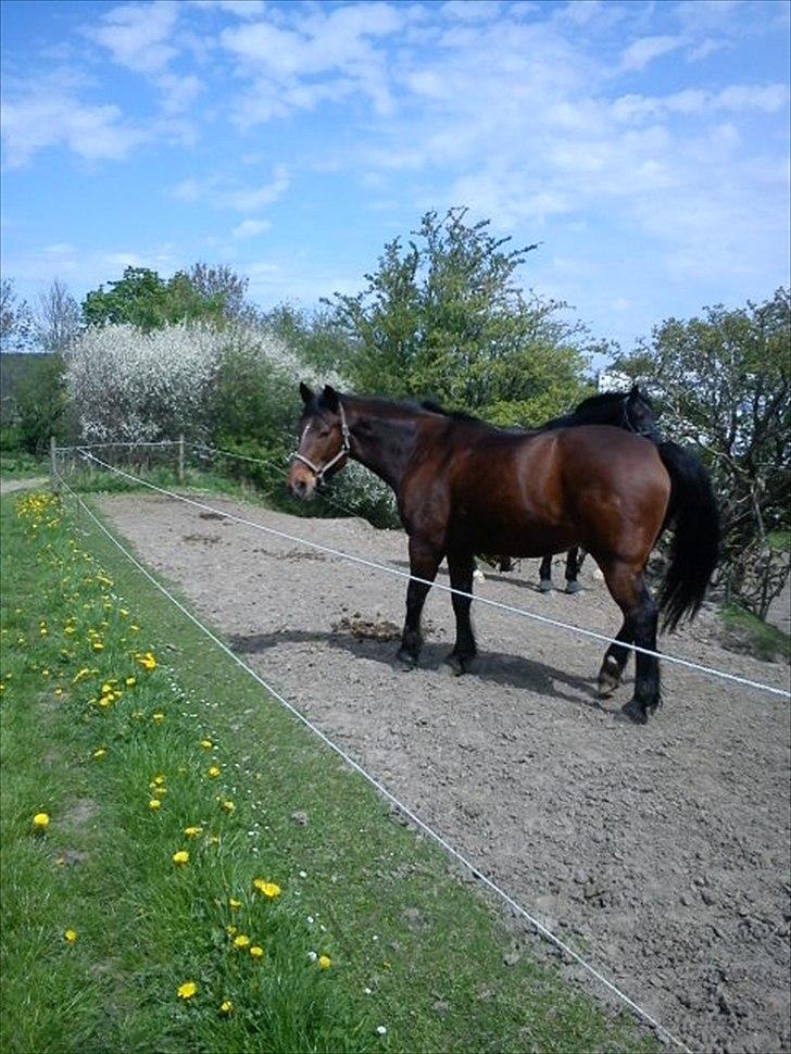 Anden særlig race Mister Gallon billede 16