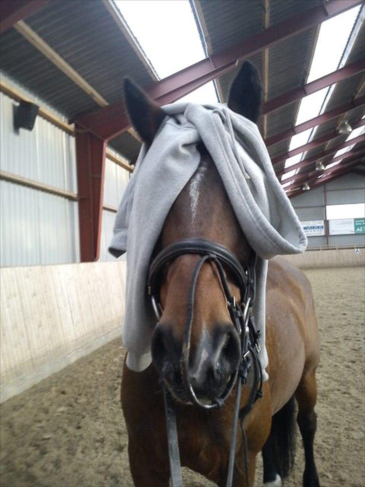 Anden særlig race Mister Gallon - Modig lille hest - gik rundt uden at kunne se noget, bare jeg havde en hånd på hans skulder <3 billede 17