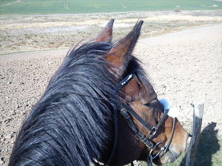 Anden særlig race Mister Gallon - Alene på stien - ude hvor kragerne og alle os andre vender ;p billede 18