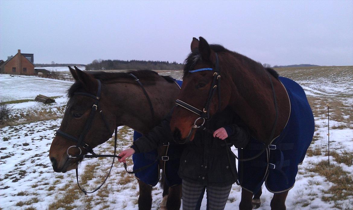 Anden særlig race Mister Gallon - Gåtur med Gallon og Nova i vintervejret billede 19