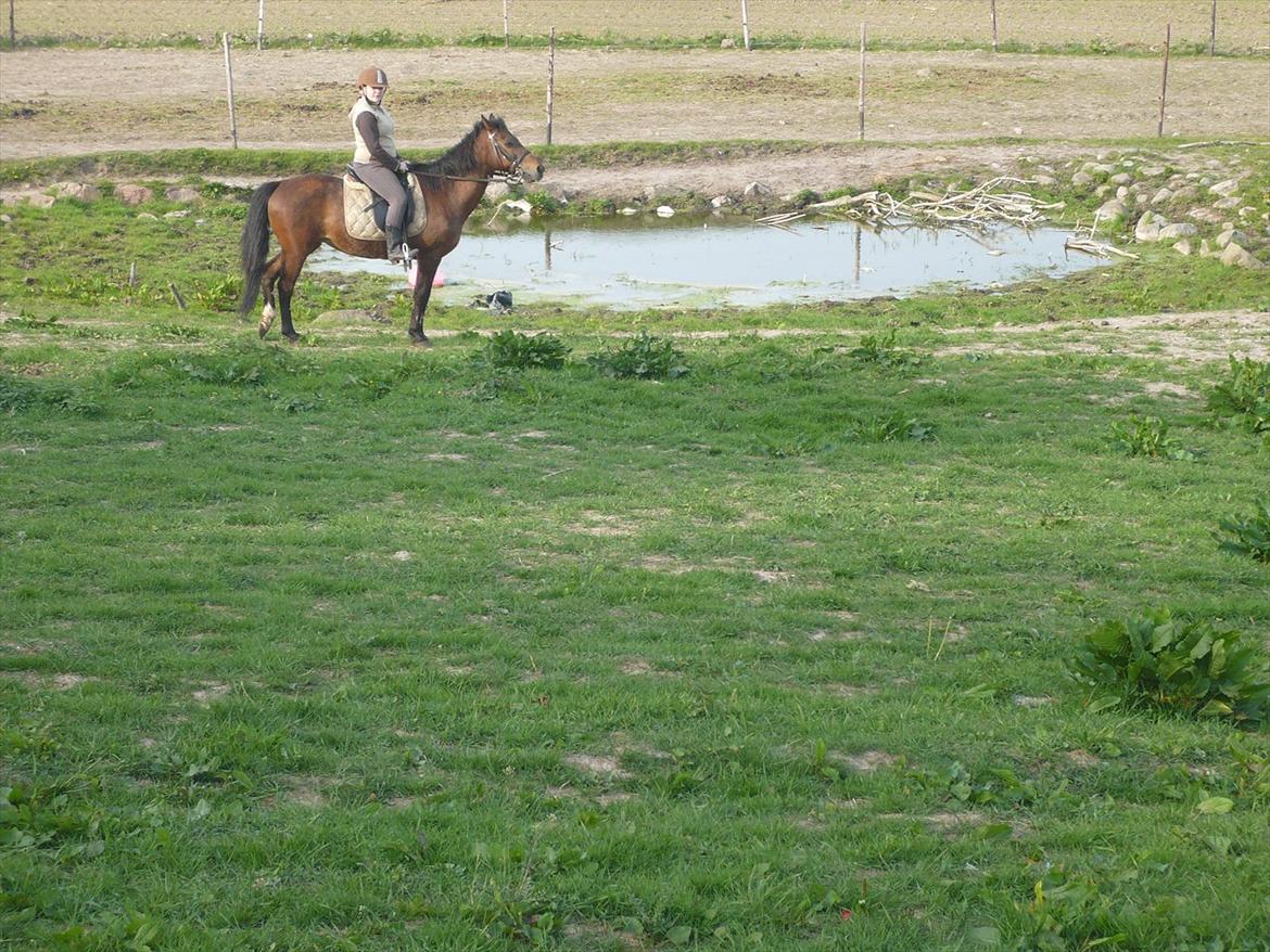 Anden særlig race fnuggi*solgt* billede 17