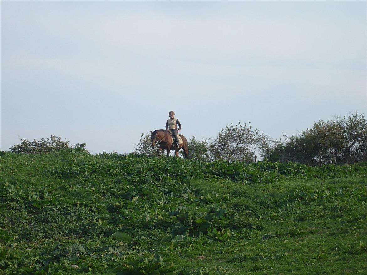 Anden særlig race fnuggi*solgt* billede 19