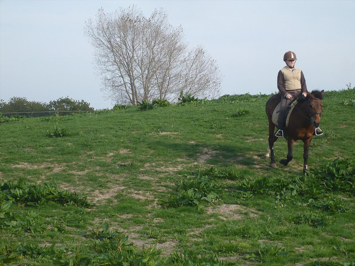 Anden særlig race fnuggi*solgt* billede 20