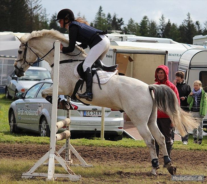 New Forest EGEBALLES KADETZSKI  - gode venner er som stjerner man kan ikke altid se dem, men man ved de er der <3<3!!! kadet<3
 billede 1