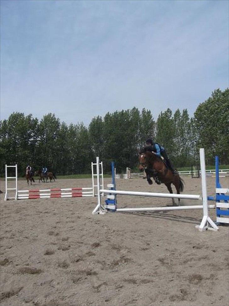 Dansk Varmblod TRÉSOR billede 6