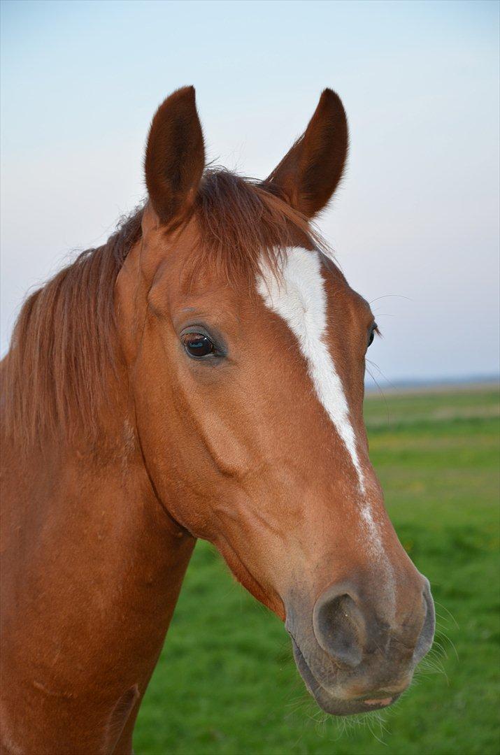 Anden særlig race ¬ DJAPPA THE HOT {Nadas} <3 [Min] - 22 maj, 2012. Taget af ANNE OVERBY. billede 6