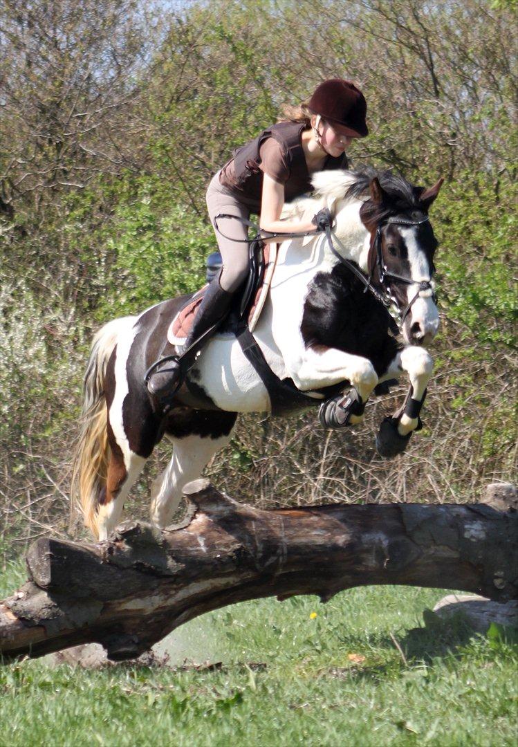 Pinto Pearl of Mississippi - En meget velspringende pony til terræntræning <3 billede 4