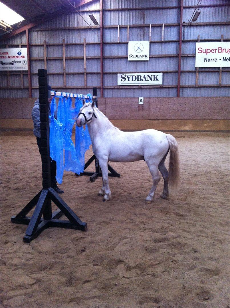 Welsh Mountain (sec A) Gribsvad salamon billede 1