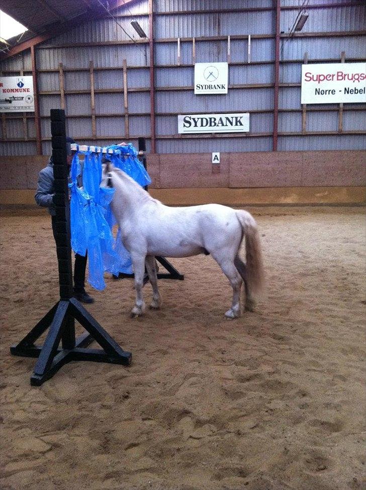 Welsh Mountain (sec A) Gribsvad salamon billede 2