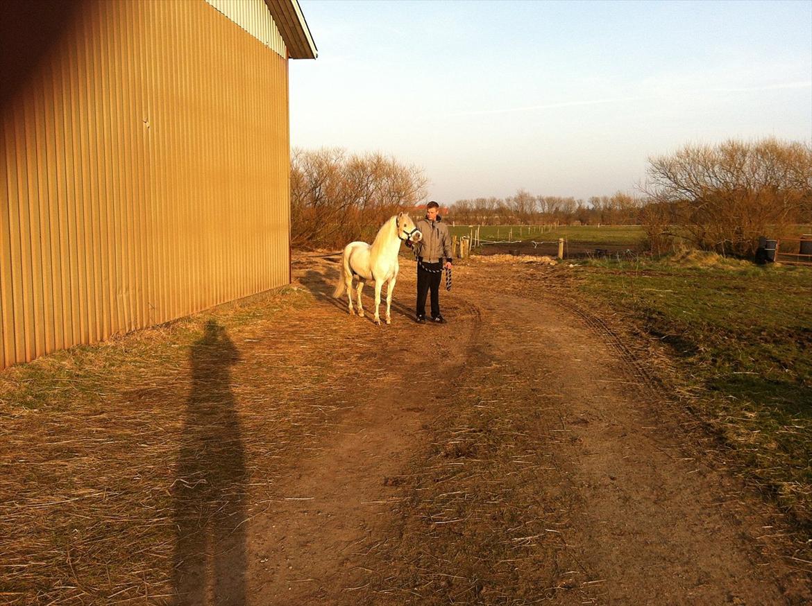 Welsh Mountain (sec A) Gribsvad salamon billede 3