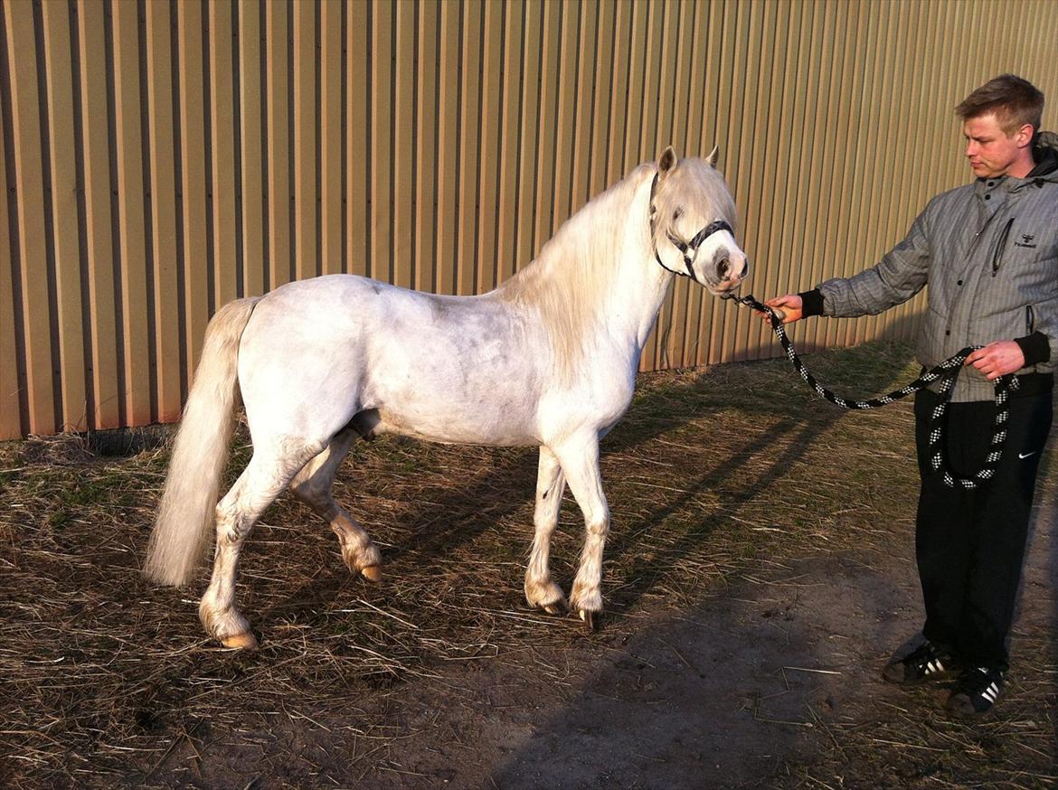 Welsh Mountain (sec A) Gribsvad salamon billede 4