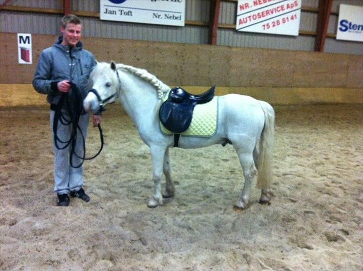 Welsh Mountain (sec A) Gribsvad salamon billede 5