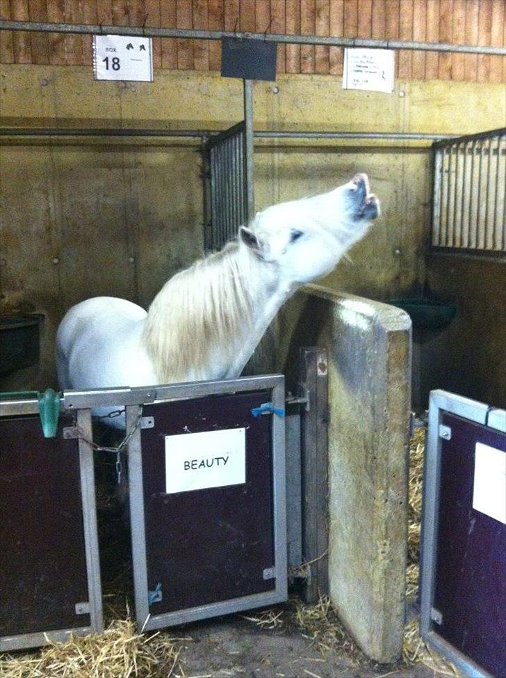 Welsh Mountain (sec A) Gribsvad salamon billede 6