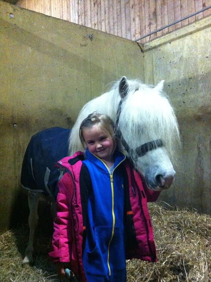 Welsh Mountain (sec A) Gribsvad salamon billede 7