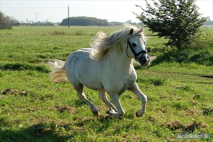 Welsh Mountain (sec A) Gribsvad salamon billede 8