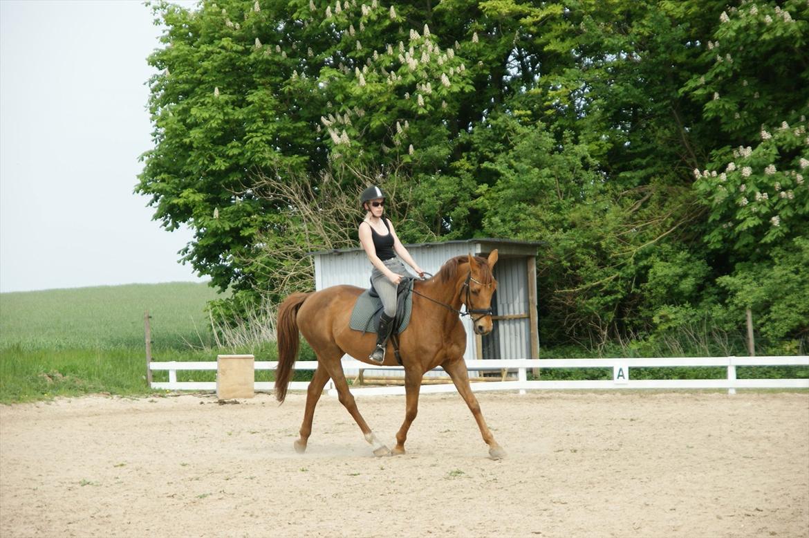 Anden særlig race Lærke - Træning 22/5-12 billede 11