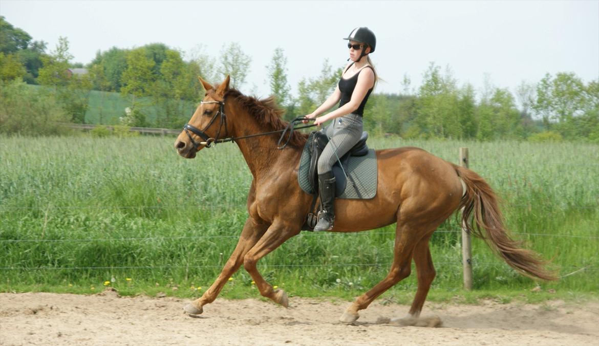 Anden særlig race Lærke - Træning 22/5-12, vi kan godt venstregaloppere :) billede 12