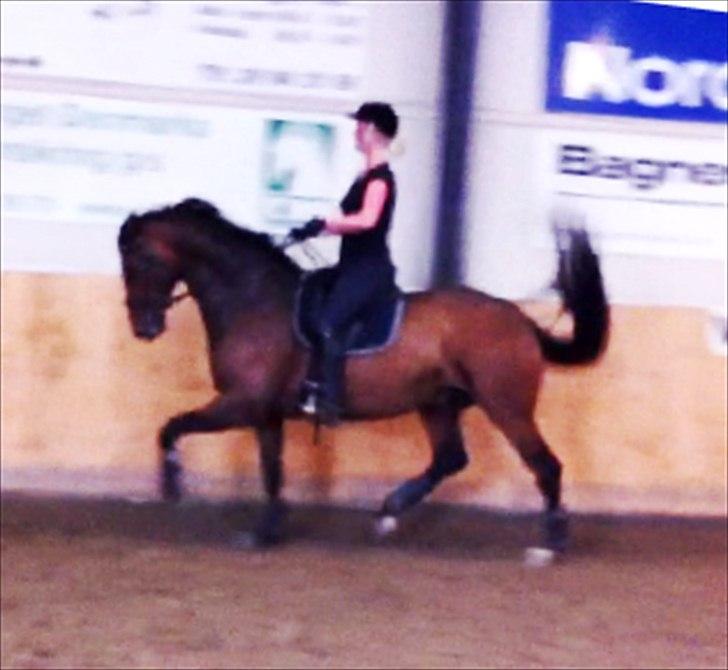 Dansk Varmblod Ansgårds Aragorn - Solgt - Aragorn, træning den 22.05.12 billede 19