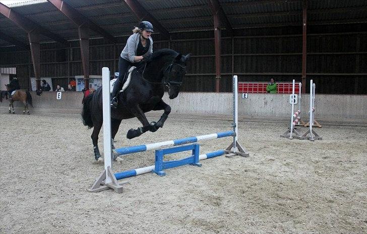 Dansk Varmblod Skovlys Devine -SOLGT- - Dressurhesten leger springhest <3 billede 8