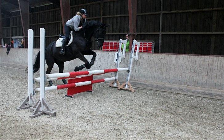 Dansk Varmblod Skovlys Devine -SOLGT- - Winnie er nice til at springe :D billede 5