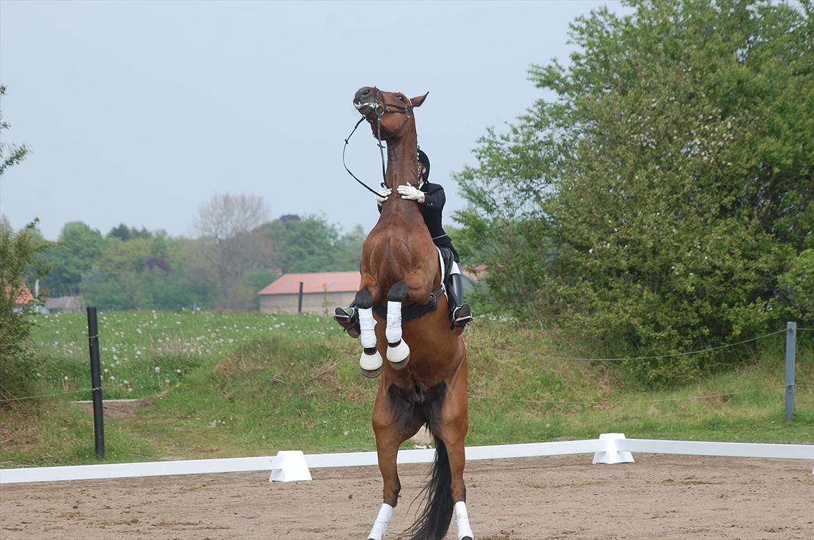 Dansk Varmblod Håbets Romano billede 15