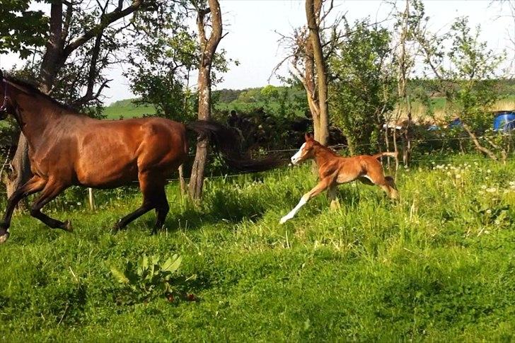 Dansk Varmblod olymbrio's empire state of mind - LAAANGE STÆNGER ;) billede 18