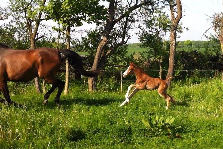 Dansk Varmblod olymbrio's empire state of mind - se hvor stærkt mine ben kan løbe... seejt.... billede 13