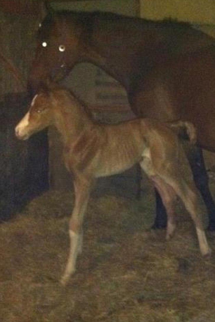 Dansk Varmblod olymbrio's empire state of mind - for lækker til loove... billede 17