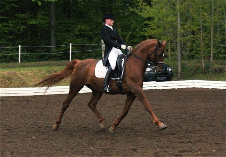 Dansk Varmblod Lizette Grand Prix hest i dressur - Morsø 2012 billede 18