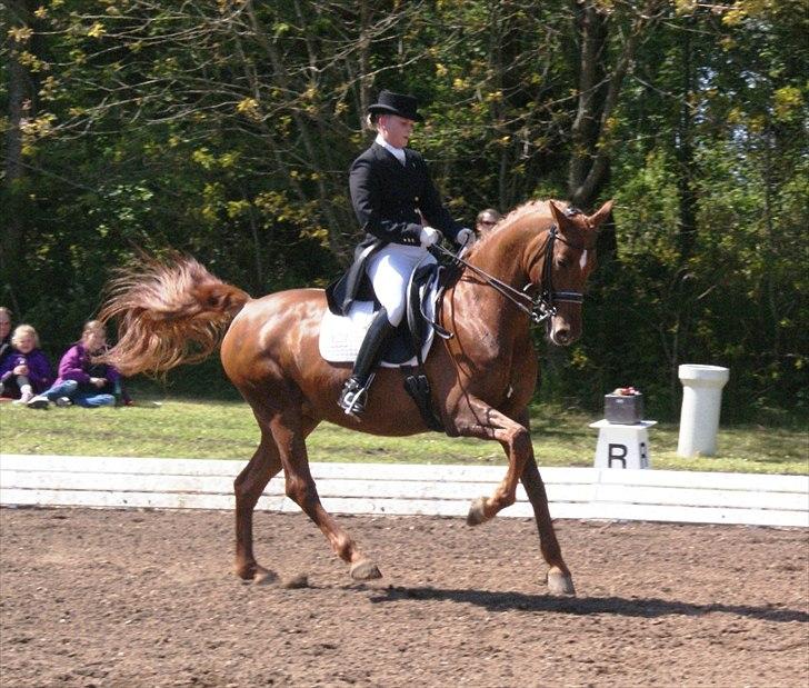 Dansk Varmblod Lizette Grand Prix hest i dressur - Morsø 2012 billede 19