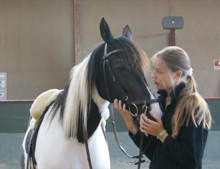 Anden særlig race Tiva - Tiva, en meget træt hypper, på efterskoleelev for en dag, hvor vi lavede "ponytræk" billede 18