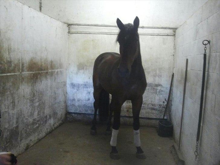 Dansk Varmblod Grangårdens Neptun (SOLGT) billede 19