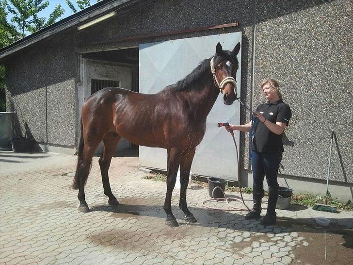 Dansk Varmblod Grangårdens Neptun (SOLGT) billede 3
