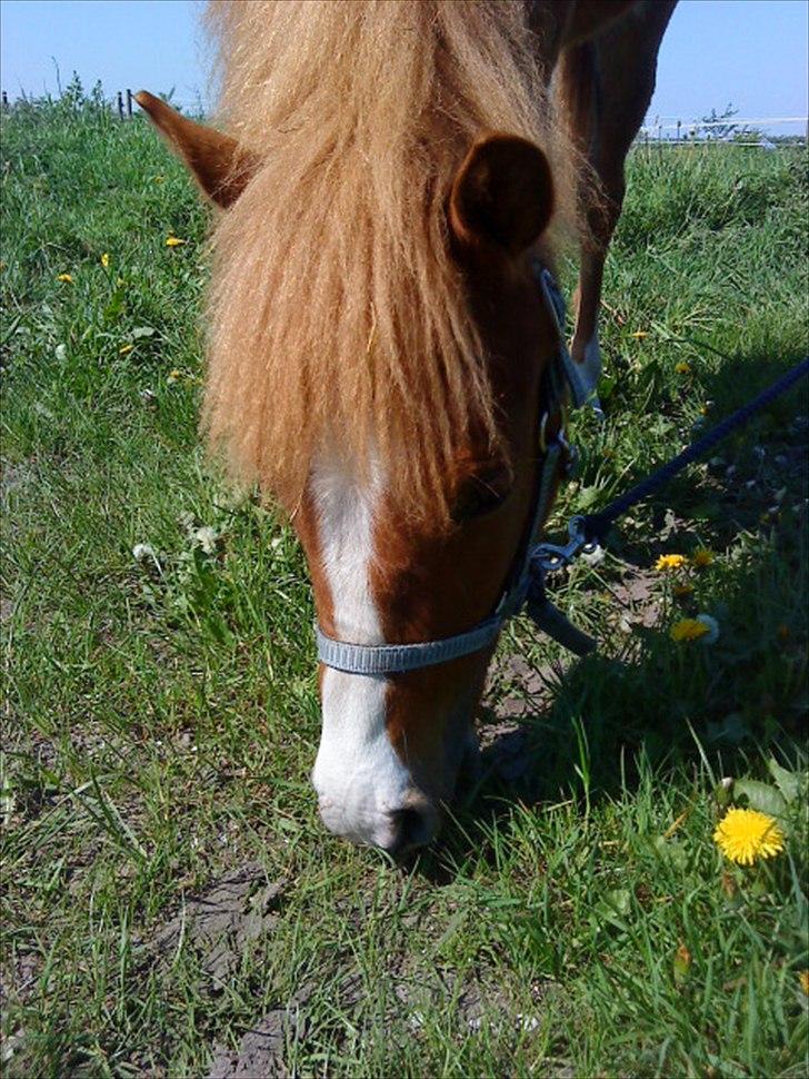 Anden særlig race Nice Surprice billede 15