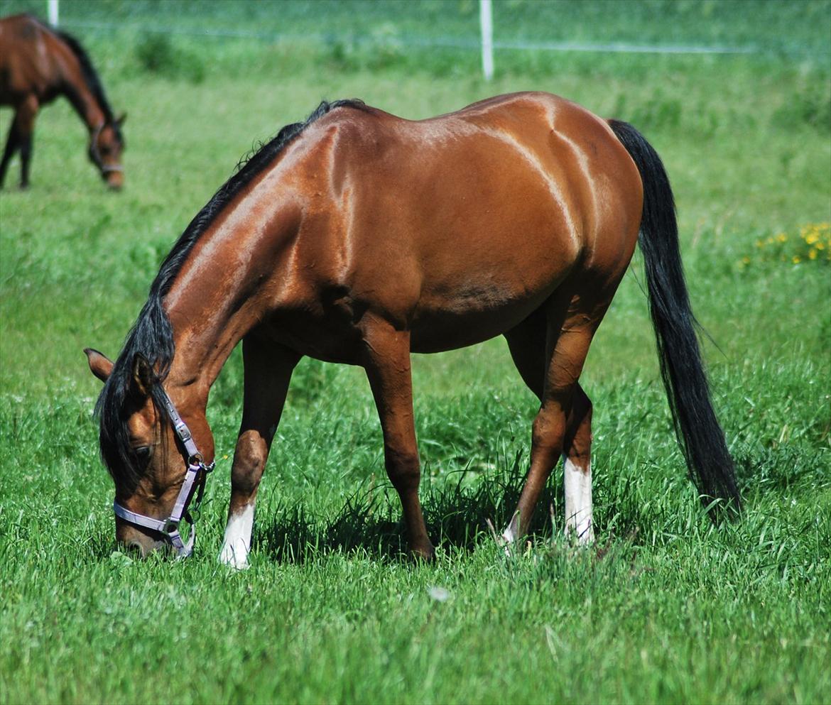 Arabisk fuldblod (OX) imanov ox billede 1