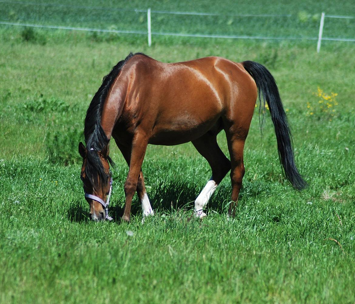 Arabisk fuldblod (OX) imanov ox billede 2