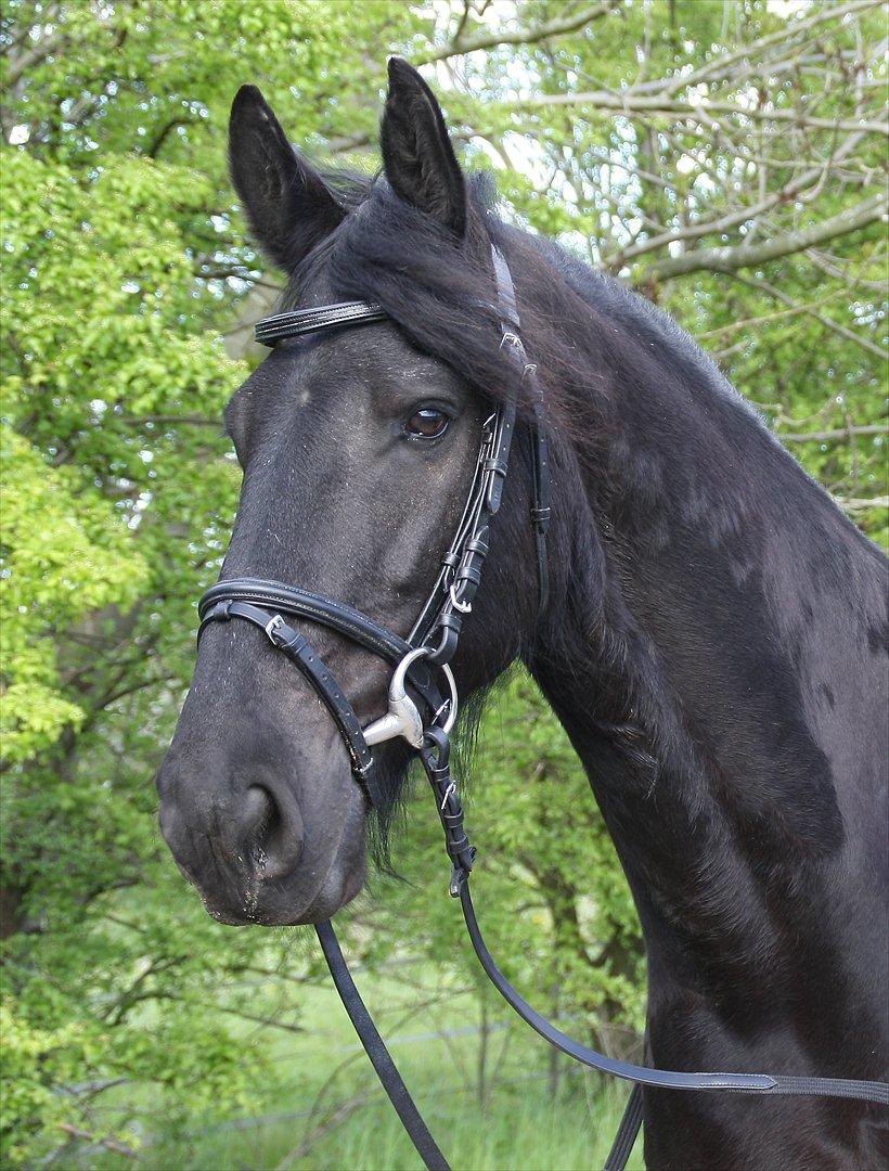 Frieser Luis - Foto: Amalie Lilja Reimer billede 17